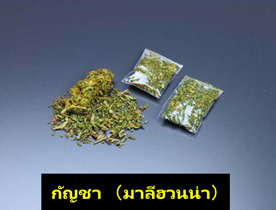 กัญชา